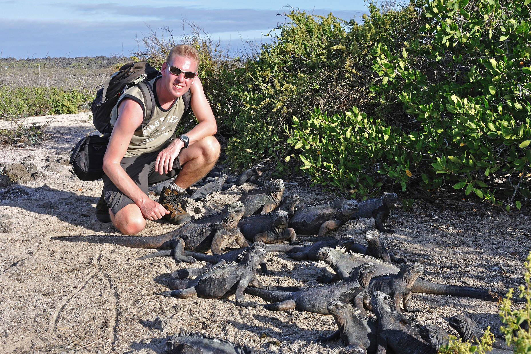 Galapagos - Santa Cruz - Bahia Tortuga - Zeeleguanen - Stefan  Stefan Cruysberghs